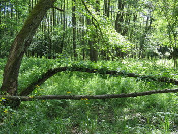 View of trees in forest