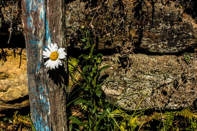 Close-up of flower growing on tree trunk