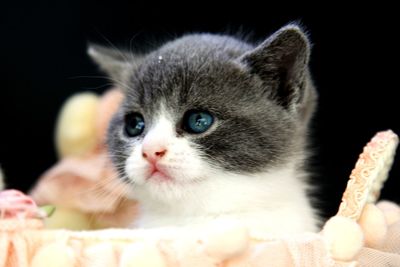 Close-up portrait of kitten