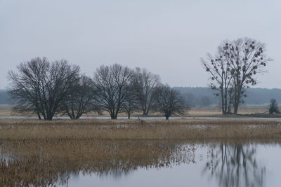 Bare trees on lake against clear sky