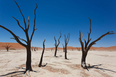 Bare tree on desert against sky