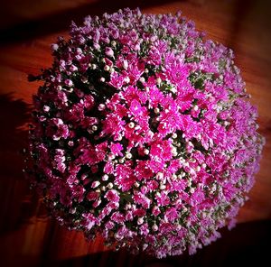 Close-up of pink flowers