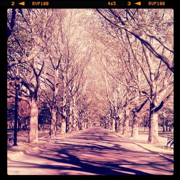 tree, the way forward, diminishing perspective, treelined, road, transportation, vanishing point, bare tree, branch, transfer print, auto post production filter, tranquility, street, nature, tree trunk, tranquil scene, season, growth, beauty in nature, empty