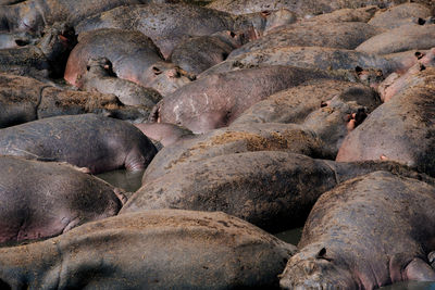 Full frame shot of hippopotamus at serengeti national park