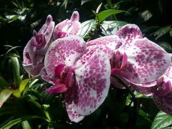 Close-up of wet pink flowers