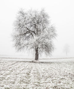 Tree against clear sky