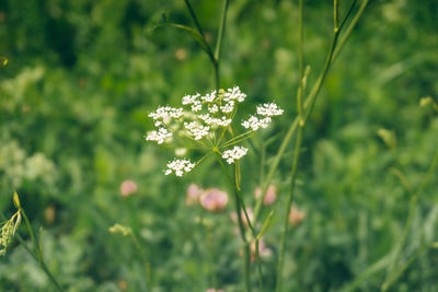 Close-up of white flowering plant on field