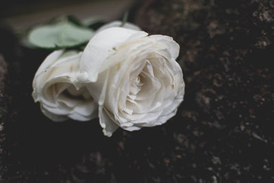 Close-up of white rose