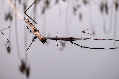 Close-up of barbed wire on twig