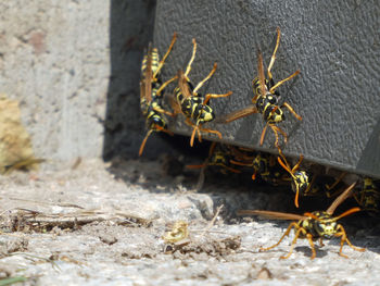 Close-up of insect on wall