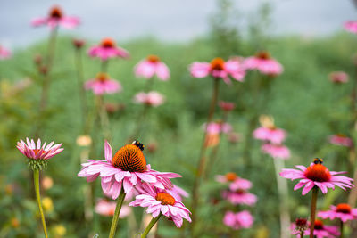 Close-up of butterfly pollinating on pink flower