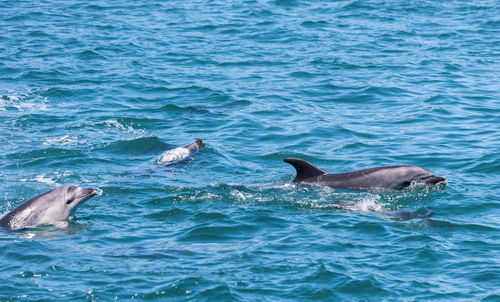 Dolphins swimming in sea