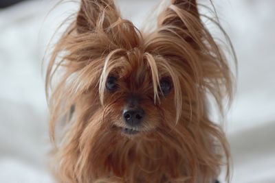 Close-up portrait of a dog