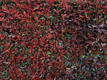 Full frame shot of autumn leaves