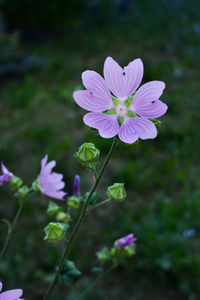 Close-up of purple flowering plant on field