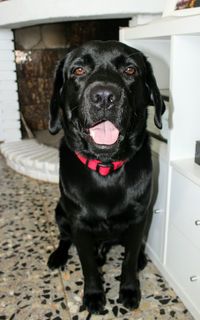 Portrait of black dog sitting at home