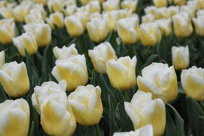 Close-up of yellow flowering plants