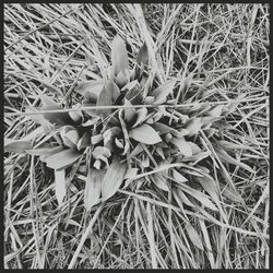 Plants growing on field