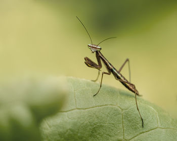 Close-up of insect