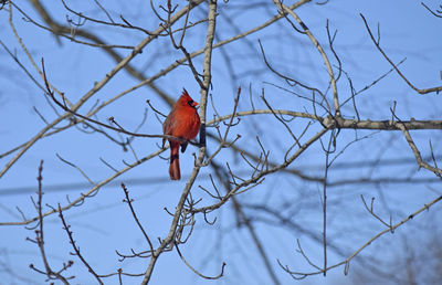 Low angle view of cardinal perching on branch