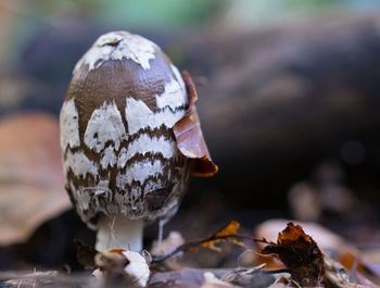 Close-up of mushroom growing on field