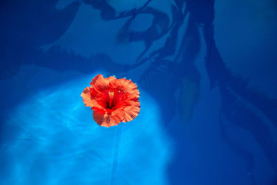 Close-up of red rose flower in swimming pool