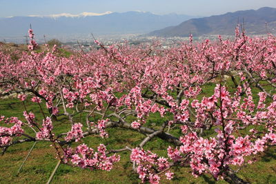 Close-up of pink flowers blooming in park