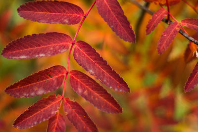 Close-up of red maple leaf