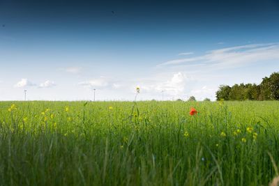 Scenic view of poppy field against sky