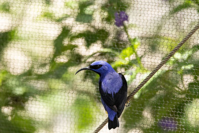 Yellow legged honeycreeper cyanerpes caeruleus perches in a tree in brazil