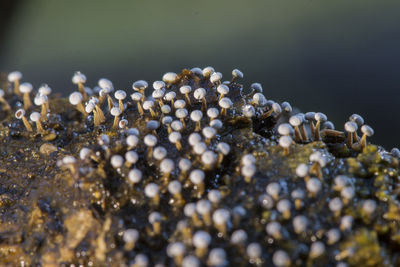 Close-up of shells on shore