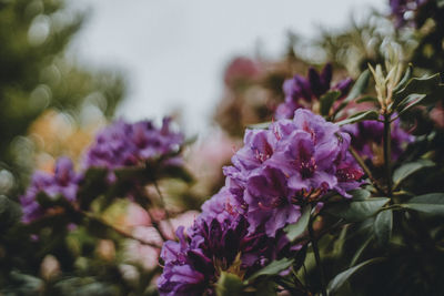 Close-up of purple flowering plants