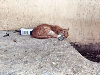 High angle view of cat sleeping