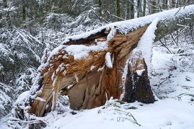 Snow covered trees on field in forest