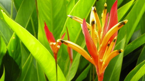 Close-up of lizard on plant