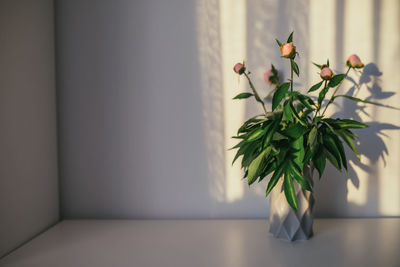 Close-up of potted plant at home