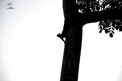 Low angle view of a tree
