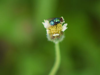 Close-up of insect on flower