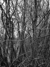 Full frame shot of tree in forest