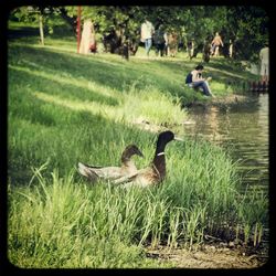 Bird on grassy field