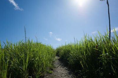 Scenic view of wheat field against clear sky