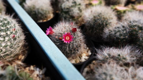 Close-up of succulent plant