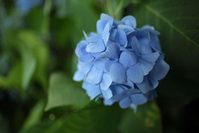 Close-up of purple hydrangea flowers