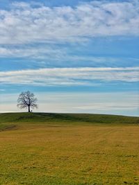 Scenic view of field against sky