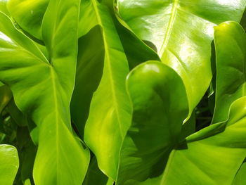 Close-up of fresh green leaves