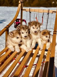 Puppys on the wood