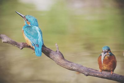 Bird perching on branch