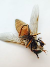 Close-up of fly on white surface