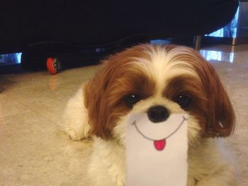 Close-up portrait of a dog