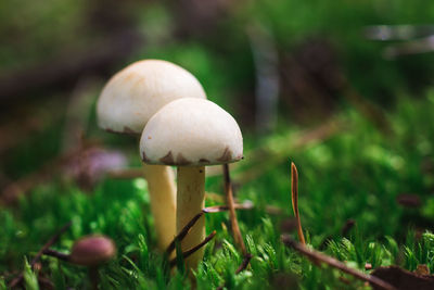 Close-up of mushroom growing on field